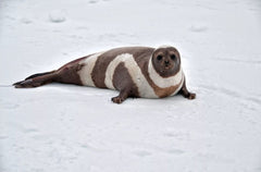 ribbon seal claw clips